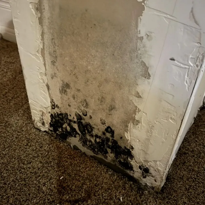 Professional Mold Removal in Pleasant Hill, CA